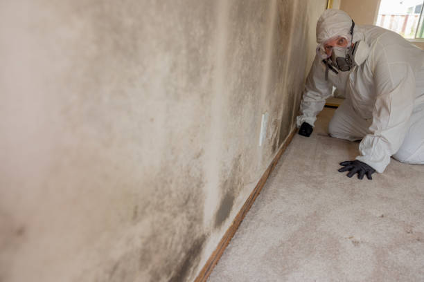 Best Mold Odor Removal Services  in Thunder Mountain, NM